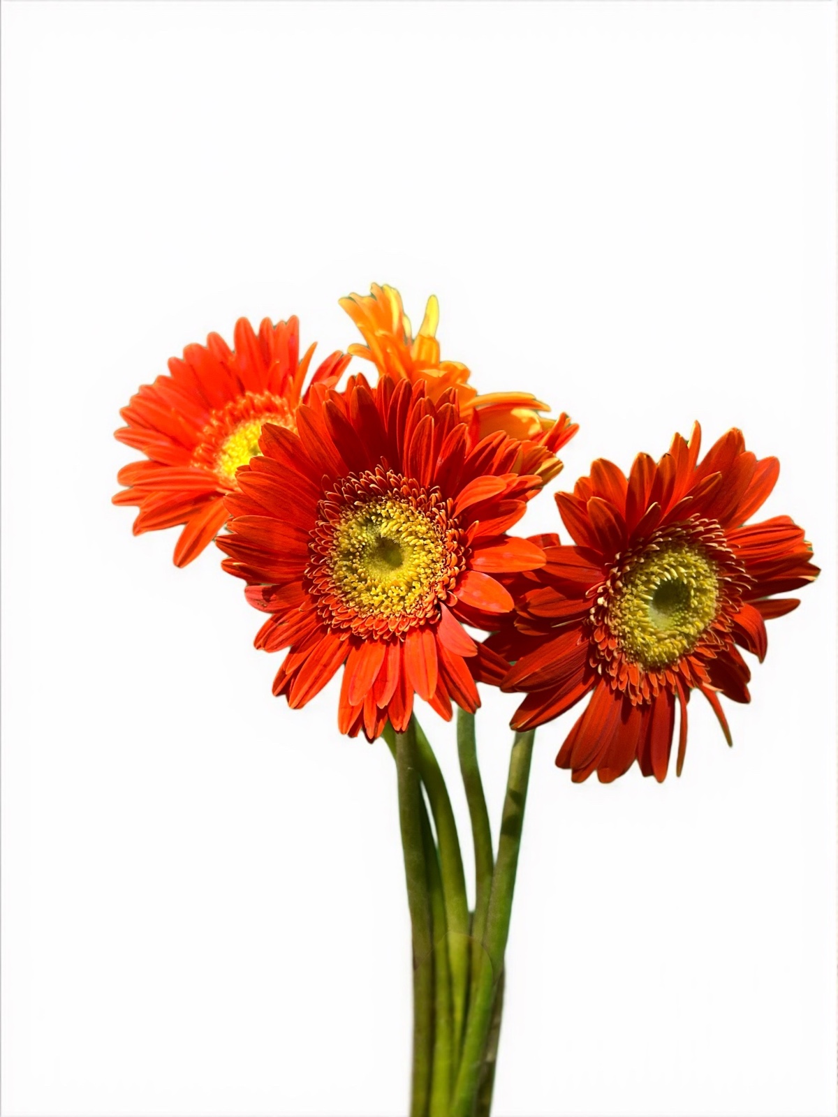 Wedding & Engagement